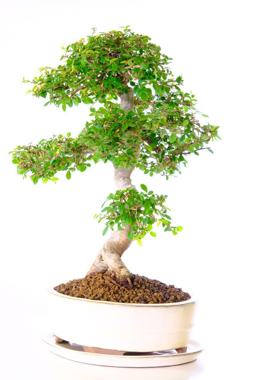 Potted into a brand-new ivory cream ceramic Bonsai pot