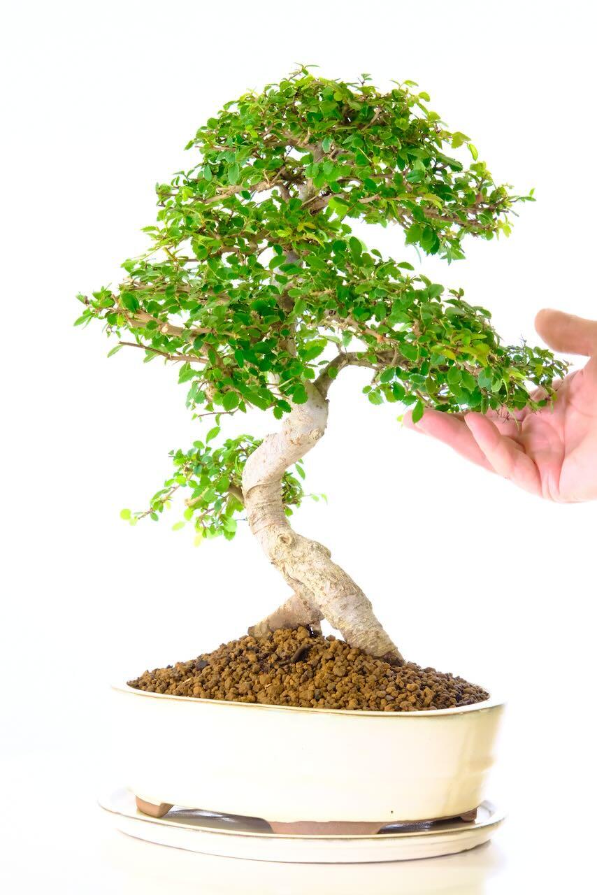 Incredible Sabamiki Bonsai Trunk with Natural Flow