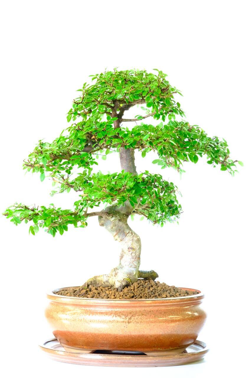 Powerful Chinese Elm Bonsai Tree - An Artistic, Majestic Beauty