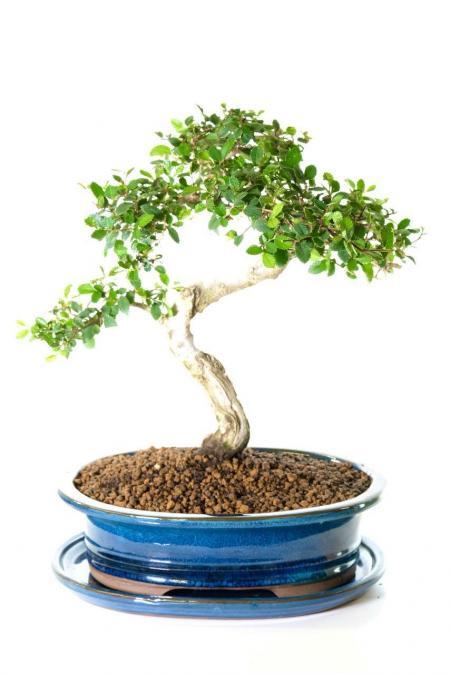Incredible twisty Chinese Elm bonsai tree for sale