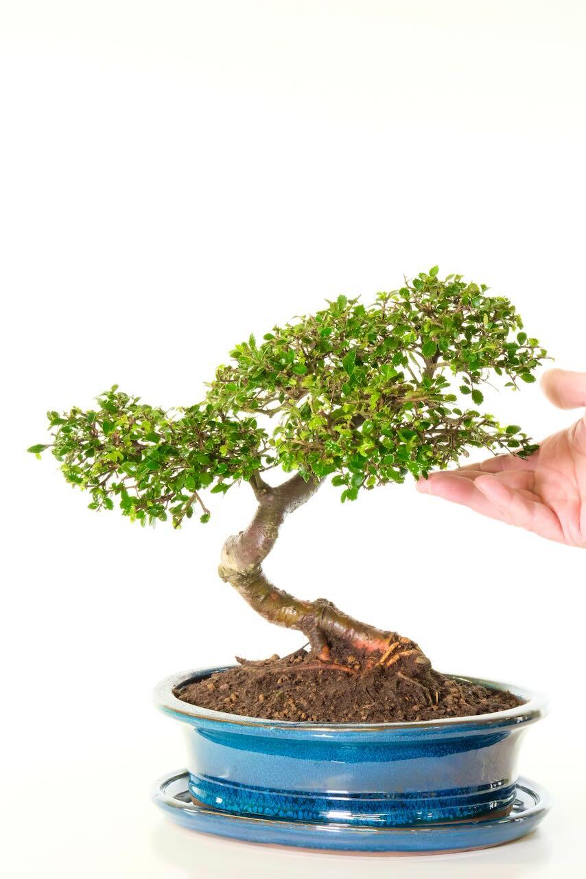 artistic bonsai styling