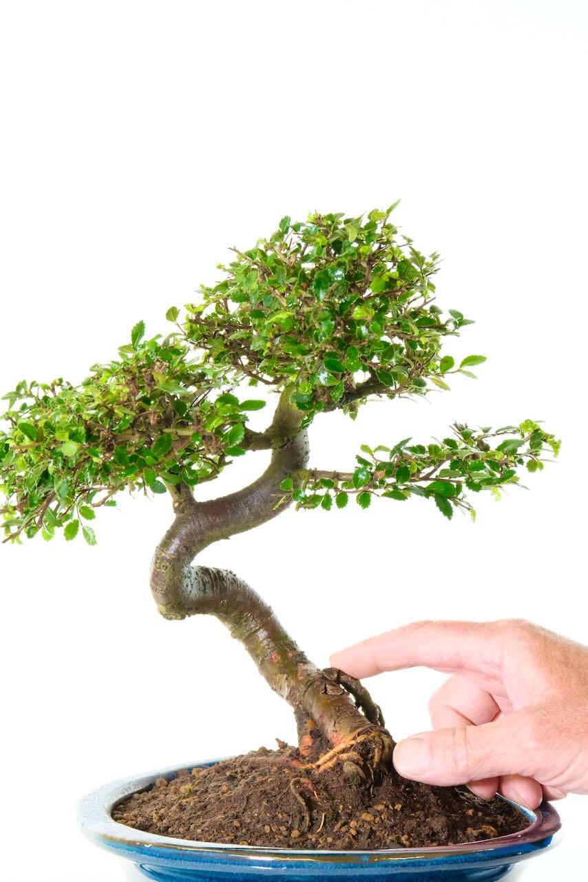 evergreen indoor bonsai