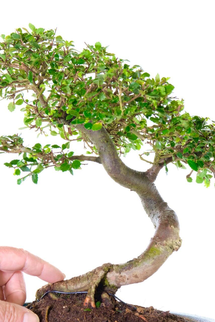 Ulmus parvifolia bonsai