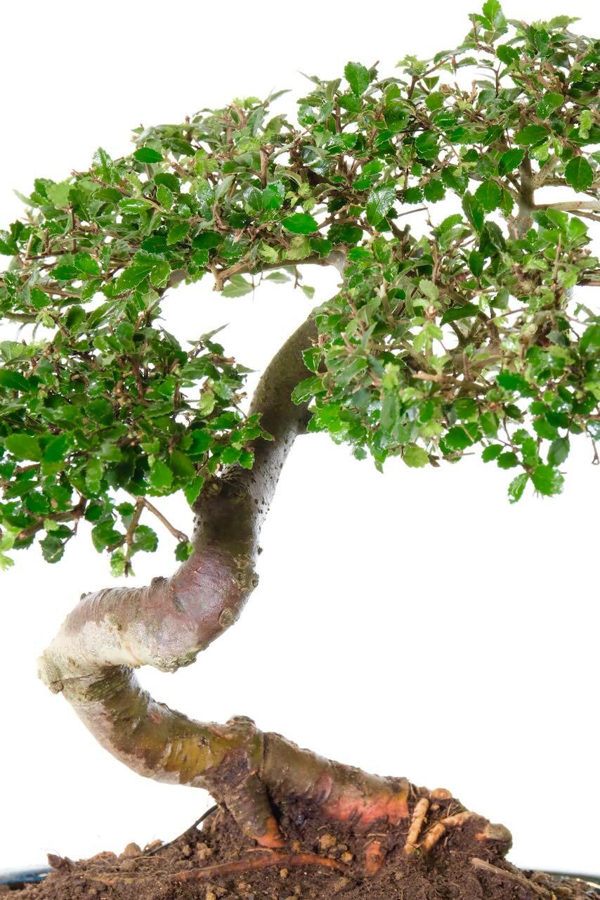 Chinese Elm bonsai in teal pot