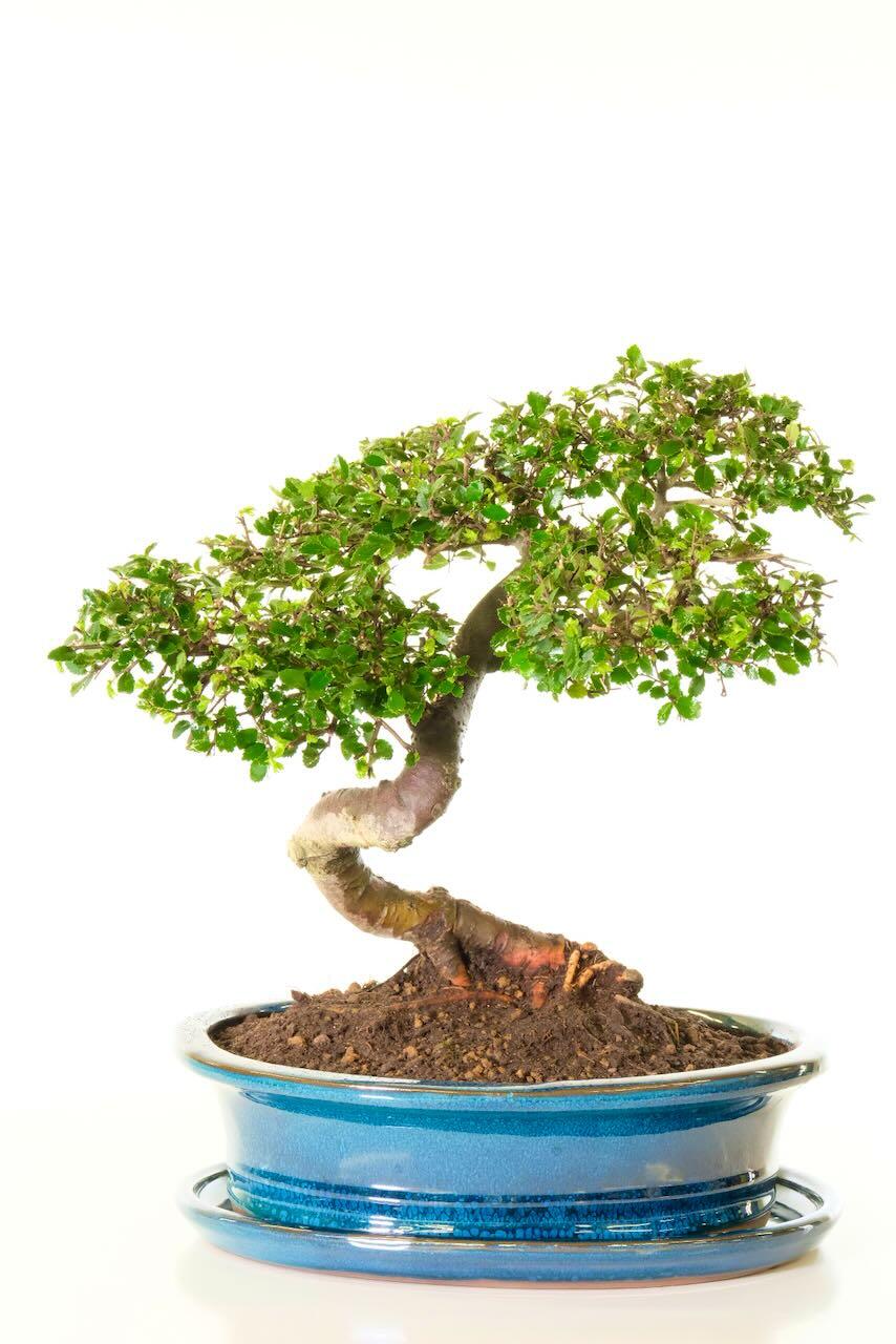 20 year old Chinese Elm bonsai