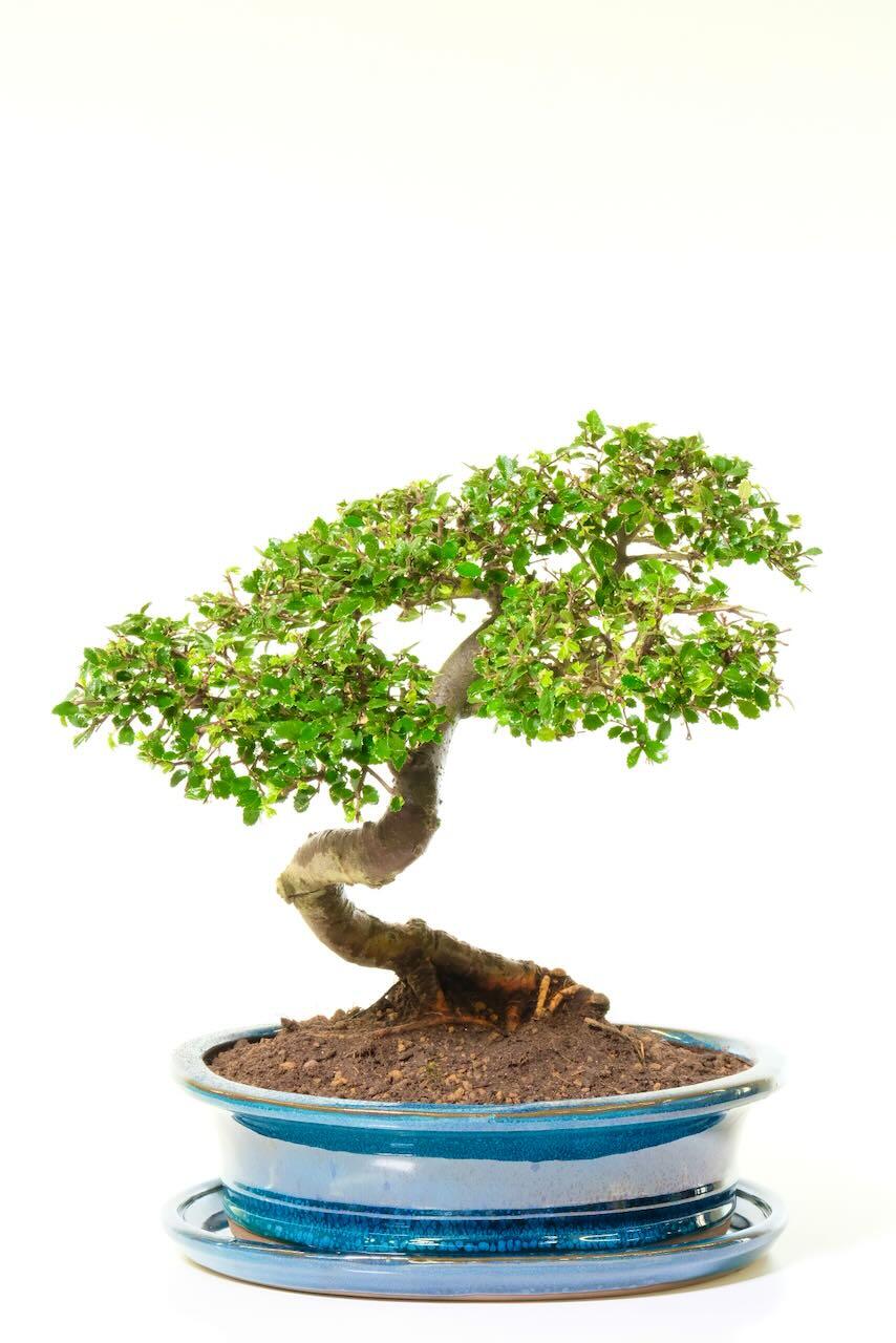 mature indoor bonsai tree