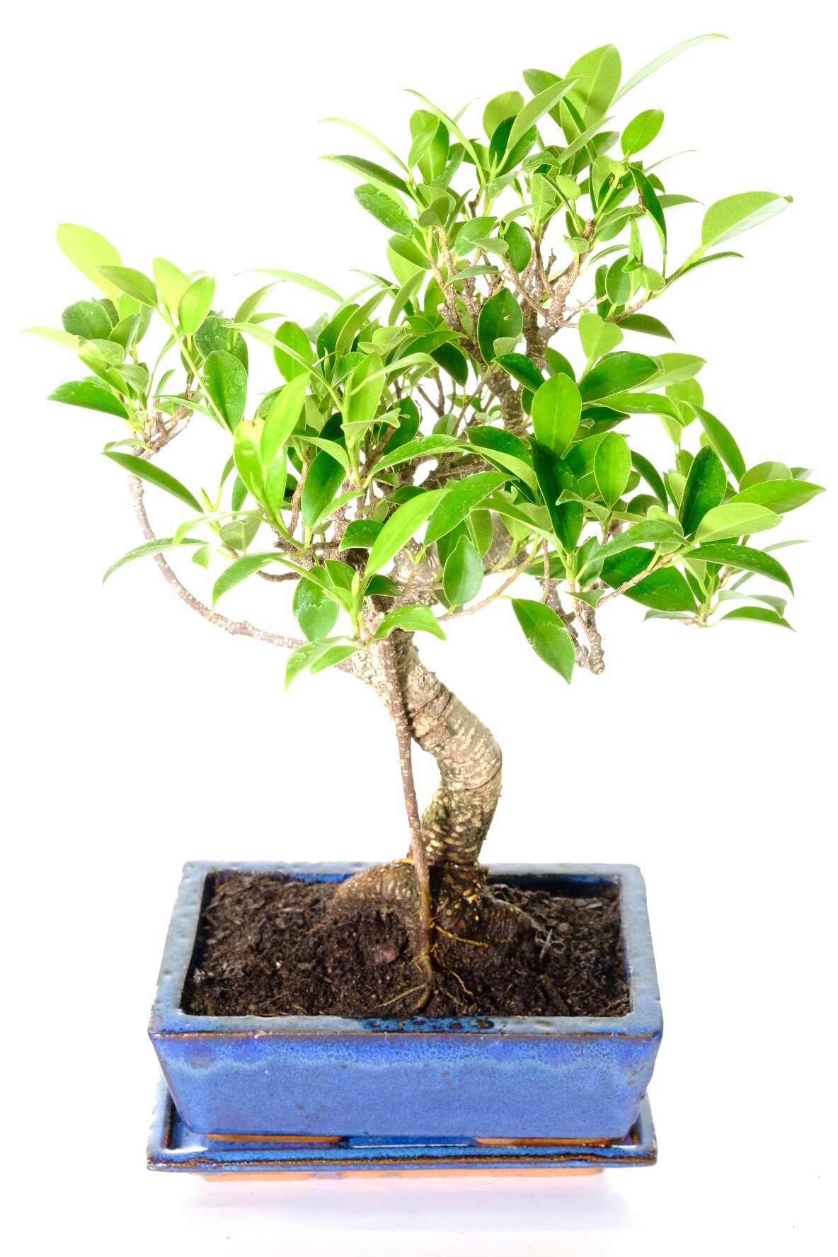 Potted into a blue ceramic pot with matching tray