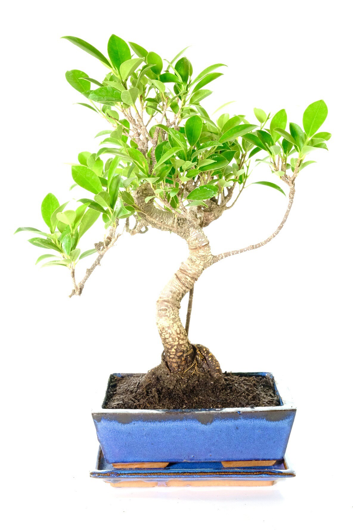 Amazing aerial rots and root flare