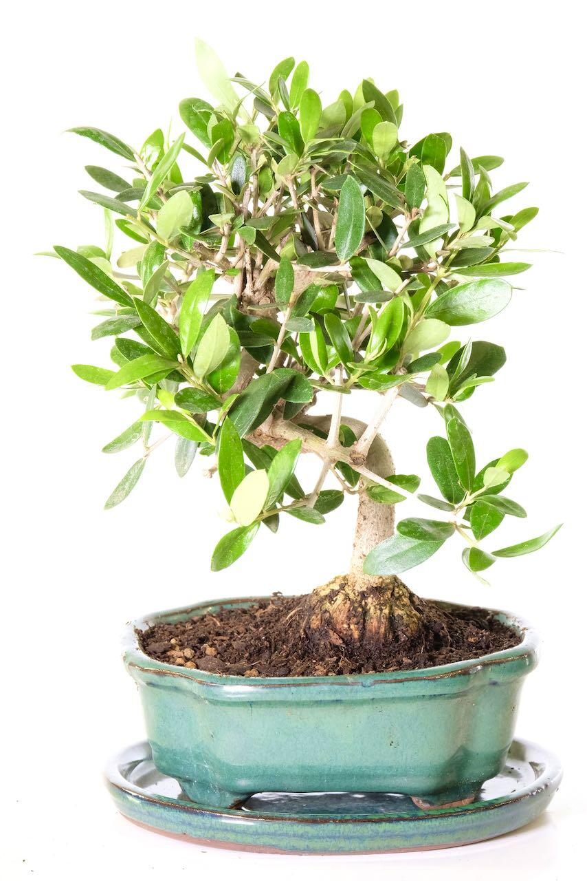 Beautifully crafted olive bonsai tree for sale