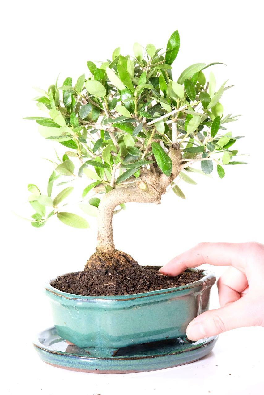 Elegant Olive Bonsai Tree for Sale in Green Glazed Bonsai Pot