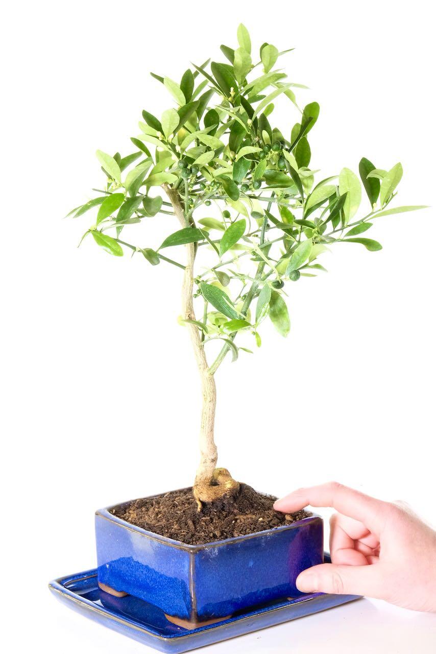 Orange bonsai tree in bright blue pot