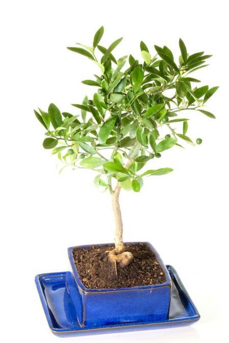 Orange Blossom Bonsai Tree | Citrus kinzu / Chinese Mandarin | Blue Pot