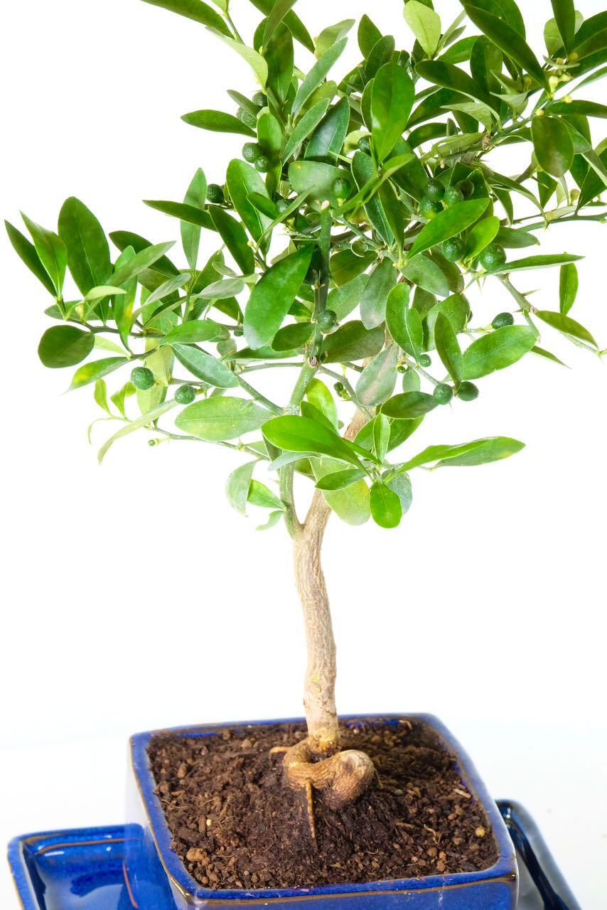 Orange Bonsai Tree in Tasteful Blue Ceramic Pot | 10 years Citrus kinzu / Chinese Mandarin