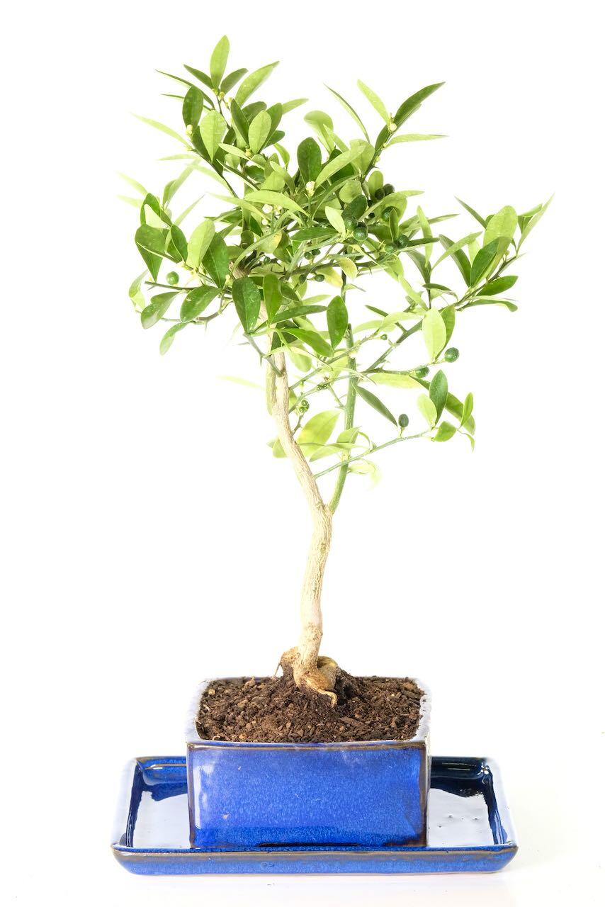 Orange Bonsai Tree in Blue Pot (Citrus kinzu) - Long Fruiting Period