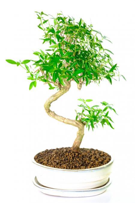 Indoor flowering bonsai tree for sale