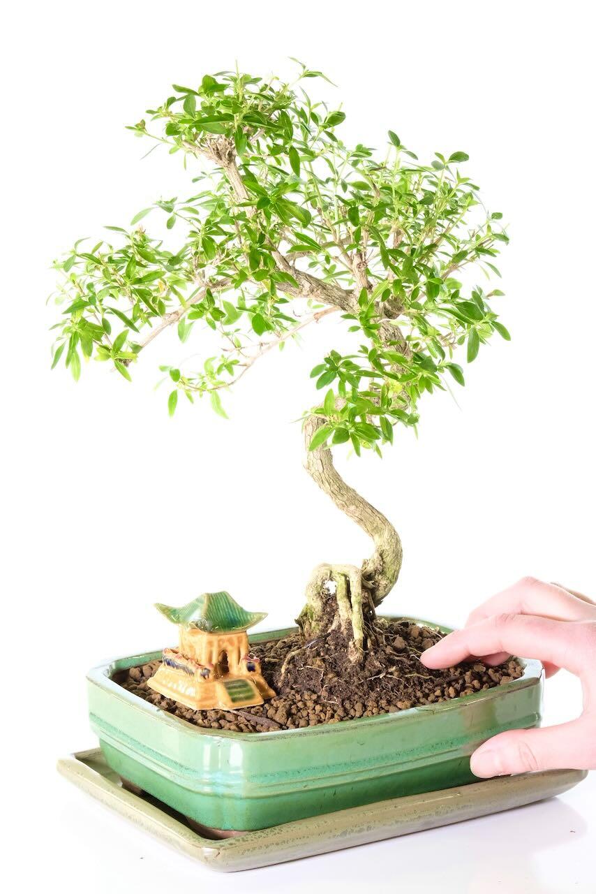 Twisty top quality serissa bonsai tree for sale