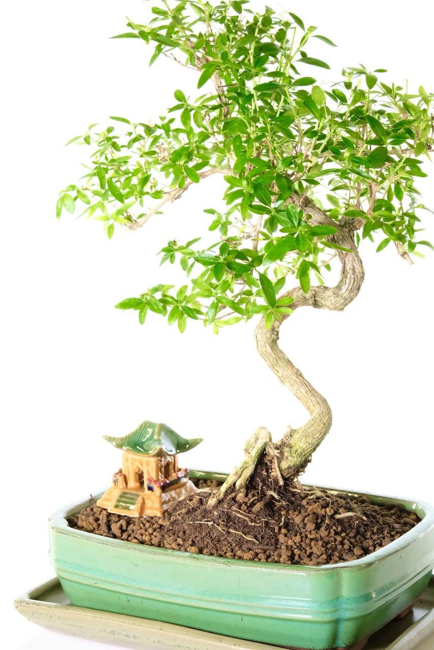 Serissa bonsai in pretty apple green pot with temple