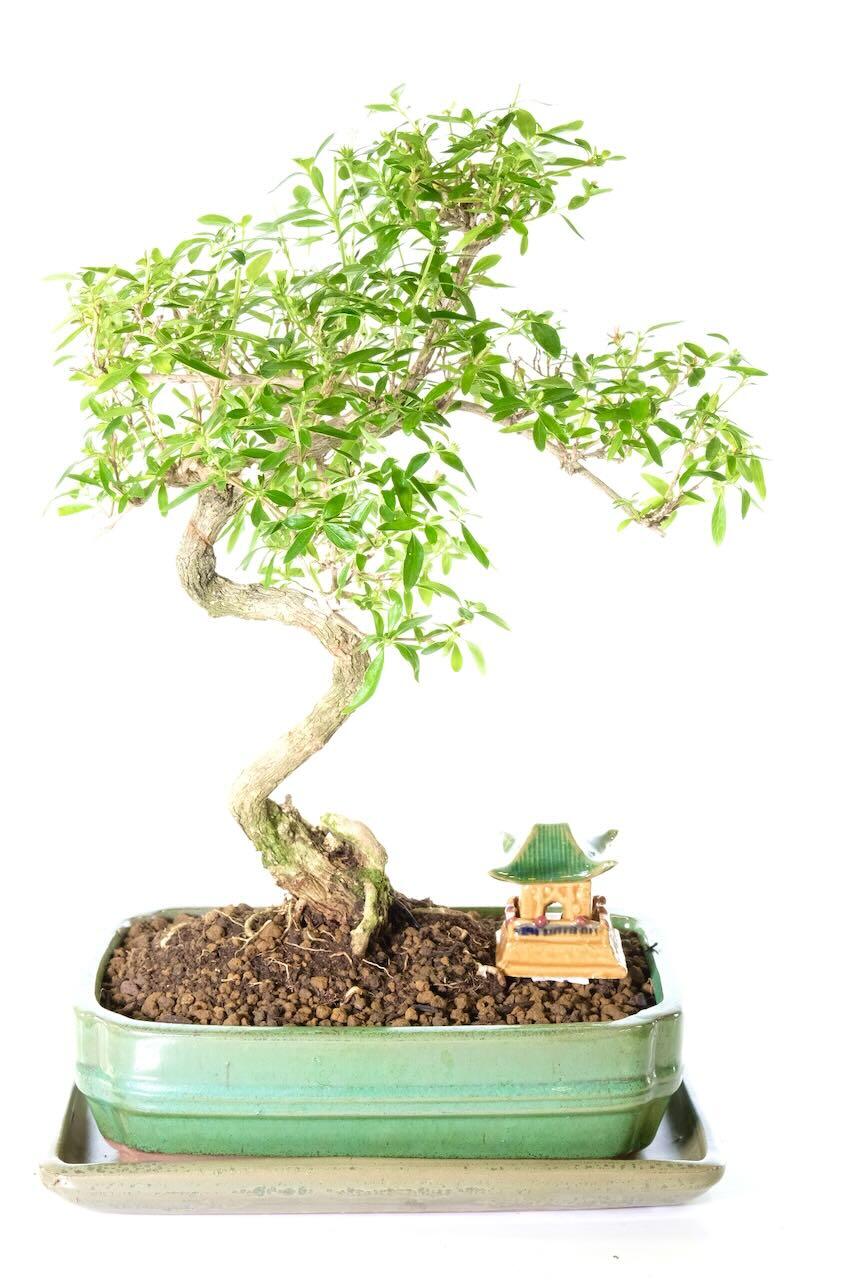 Serissa Foetida Flowering Bonsai with White Flowers UK