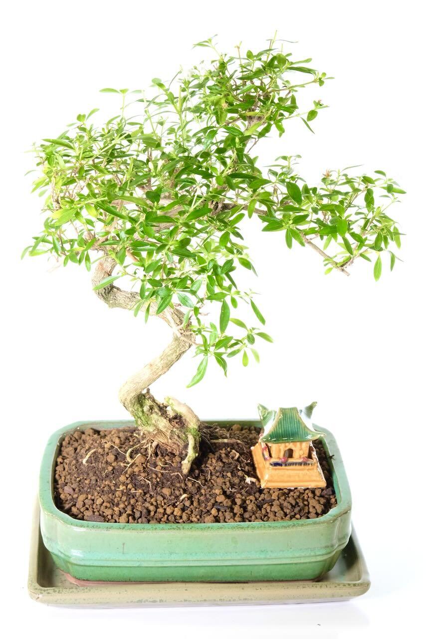 Tree of a Thousand' Stars or Serissa foetida Indoor Bonsai
