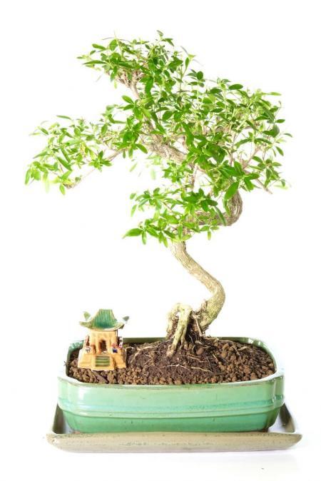 Fabulously Shaped Dwarf Tree of a Thousand Stars Flowering Bonsai with White Flowers