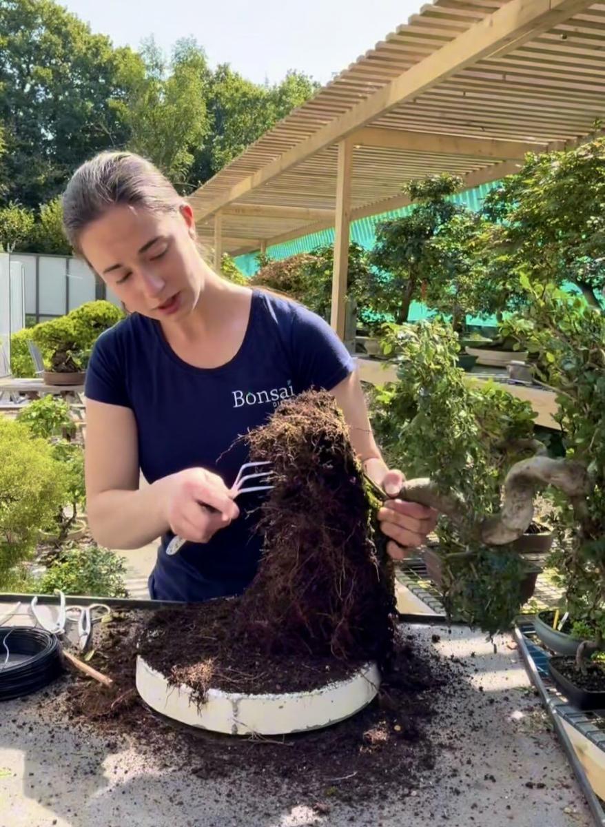 Holly is teasing out the roots with a root rake/spatula