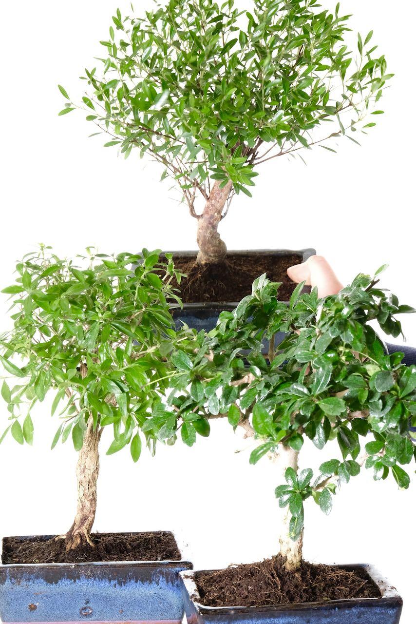 Fukien Tea Tree, Tree of a Thousand Stars and Roseapple Tree bonsai