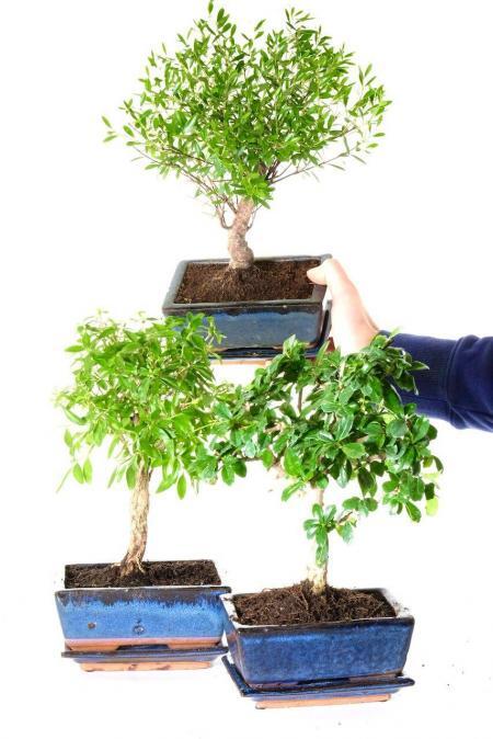 Flowering indoor bonsai triple pack
