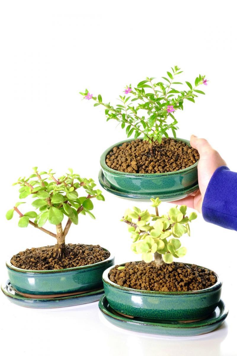 Triple Bonsai Pack - Jade, flowering Cuphea and variegated Jade in forest green ceramic pots with matching drip trays for sale UK