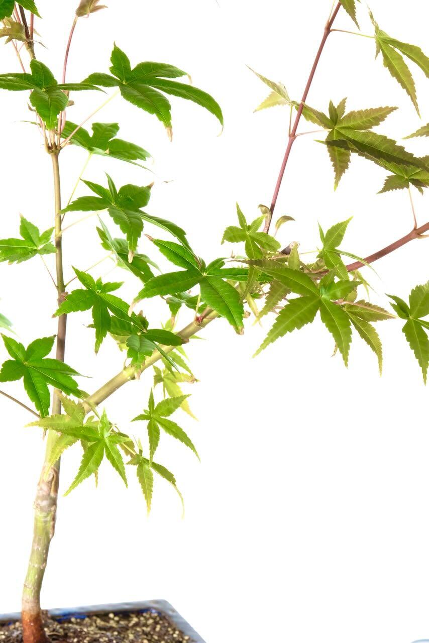 Gorgeous leaf shape with excellent trunk structure