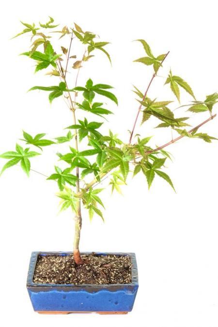 Acer palmatum "Beni Maiko" / Japanese Maple Bonsai - Striking Red Leaves