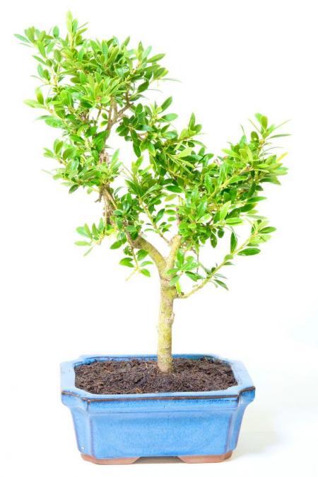 Japanese Holly Bonsai Tree - Evergreen & Hardy with Dwarf Miniature Design