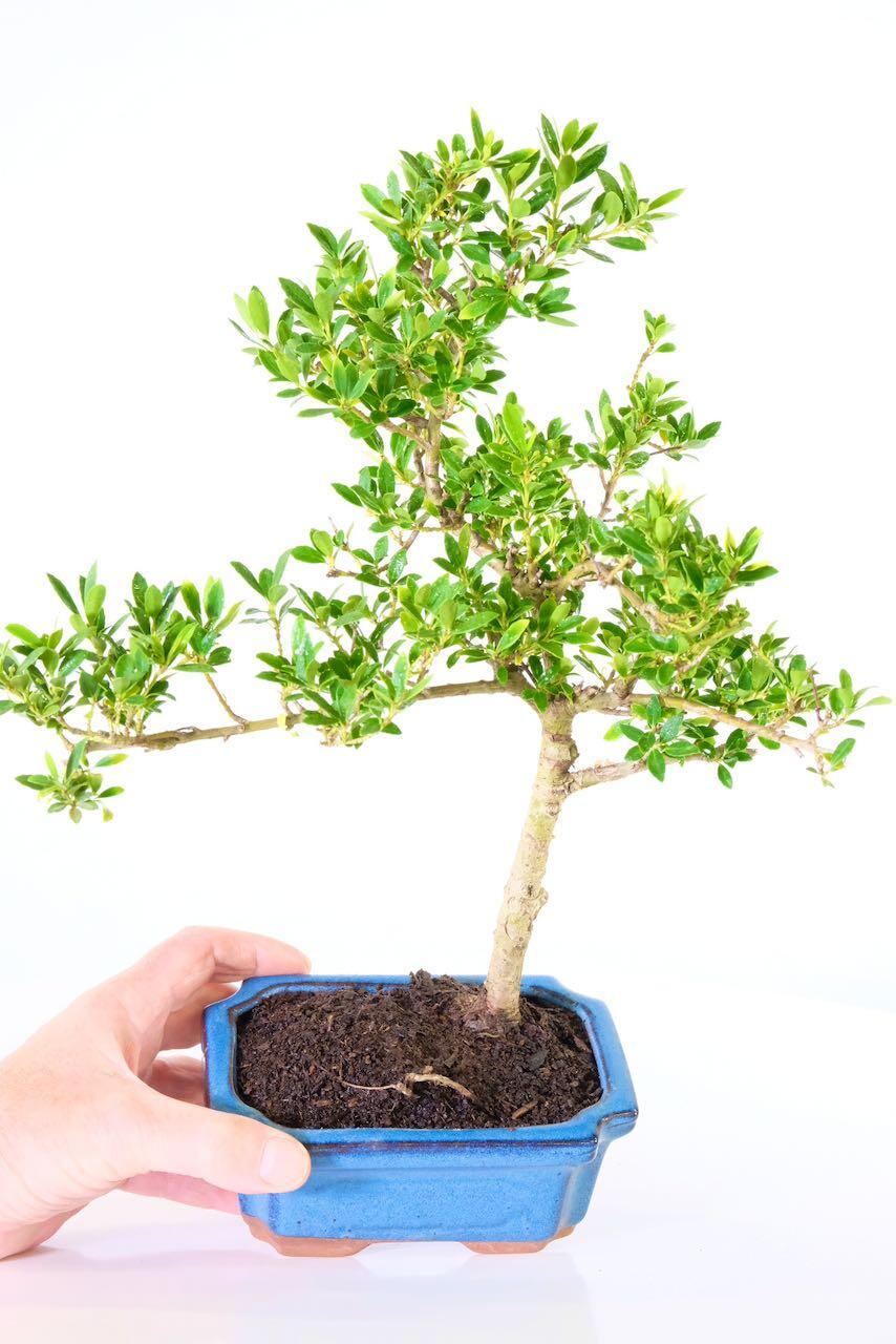 Elegant Flowering Japanese Holly (Ilex crenata) Bonsai