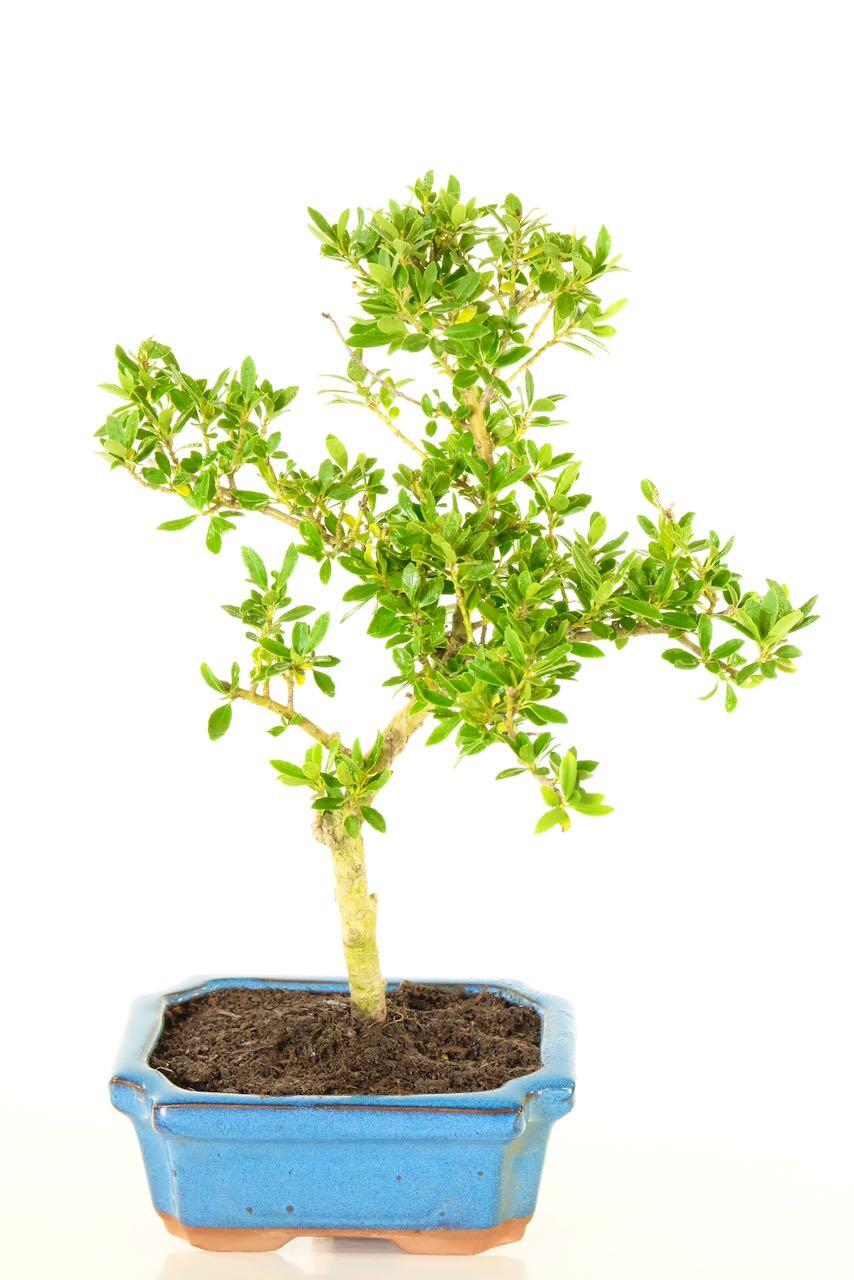 Ilex Crenata Bonsai (Japanese Holly) Evergreen Bonsai Tree Bargain