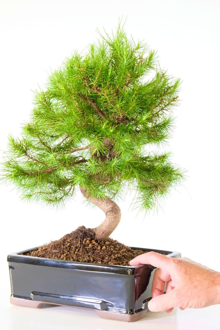 Hardy evergreen large outdoor bonsai tree for sale
