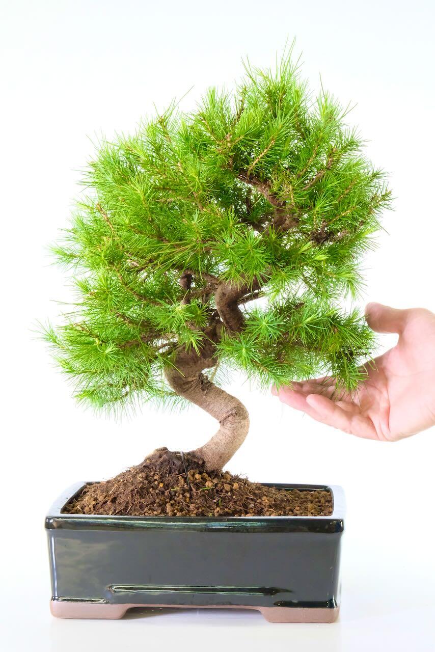 Large impressive 50cm pine bonsai tree for sale