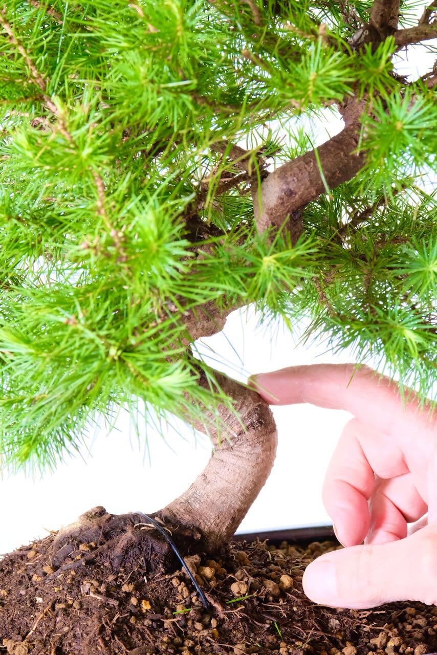 Large Aleppo Pine Bonsai Tree | 18 Years Old