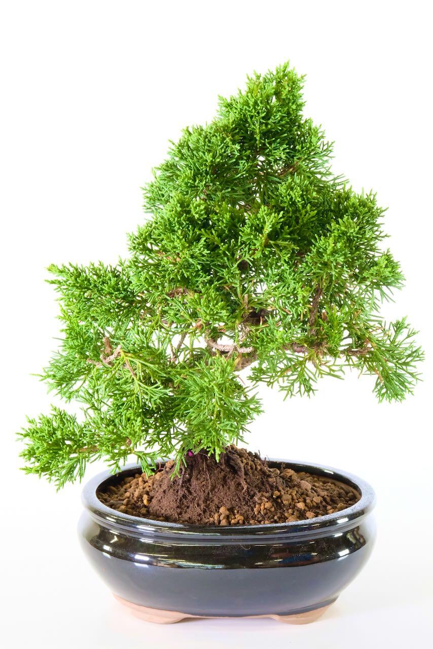 Chinese juniper in black glazed bonsai pot