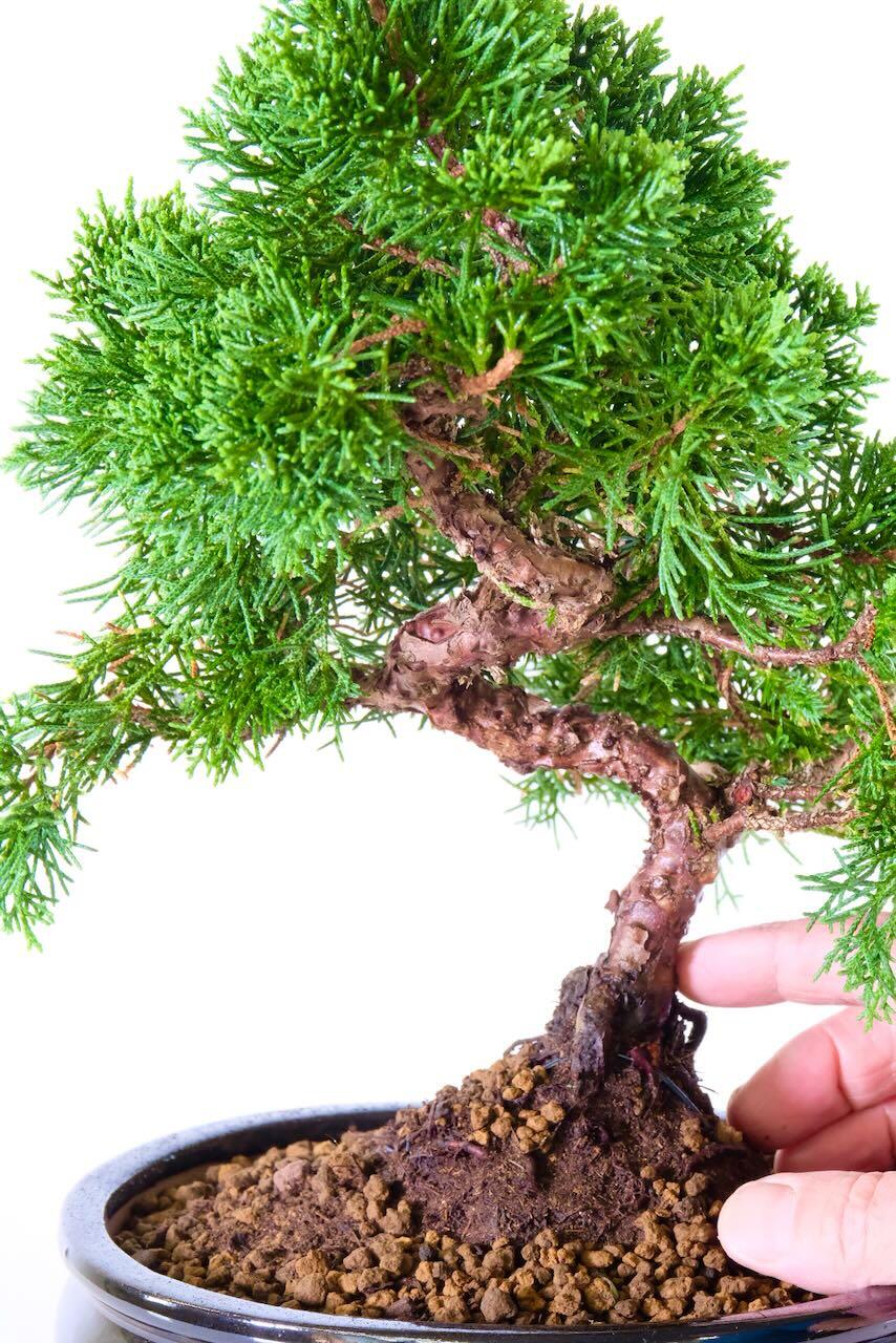 Classic Evergreen Mature Chinese Juniper Outdoor Bonsai