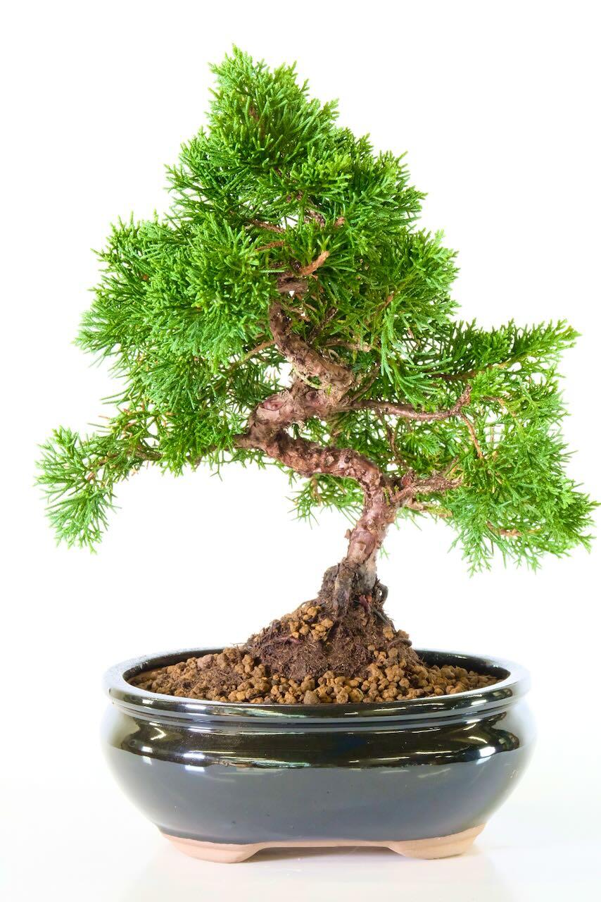 Gnarled Chinese Juniper Bonsai for Sale