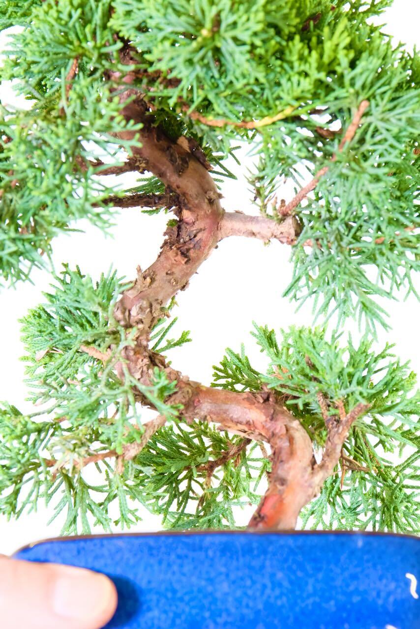 Miniature Chinese Juniper Bonsai