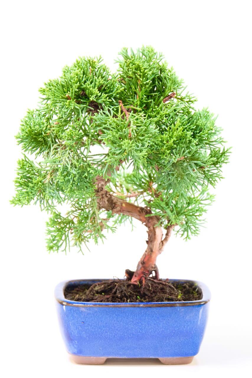 Shohin Chinese Juniper