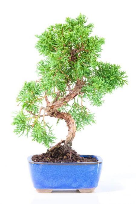 Dwarf Chinese Juniper Bonsai Favourite with Compact Neat Design | Shohin Bonsai