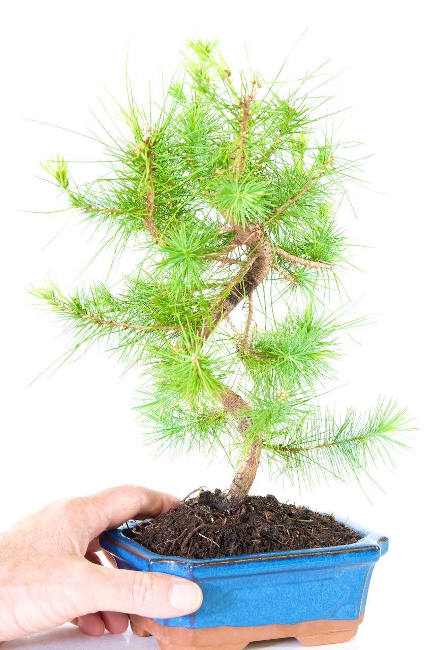 Evergreen Aleppo Pine Bonsai in blue bonsai pot for sale UK