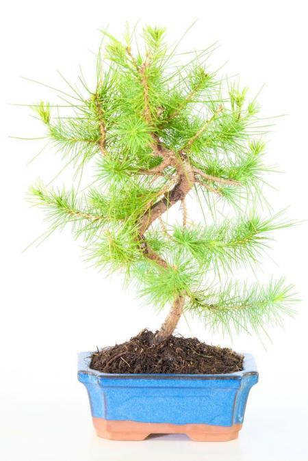 Twisty Hardy Evergreen Mediterranean Aleppo Pine Bonsai