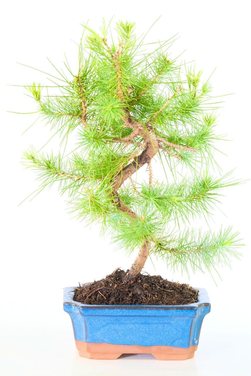 Twisty Hardy Evergreen Mediterranean Aleppo Pine Bonsai