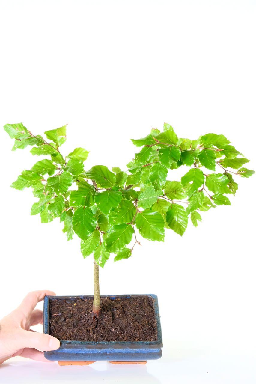 Starter bonsai tree for styling