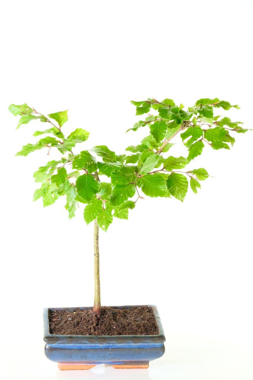 Elegant upright Beech bonsai tree