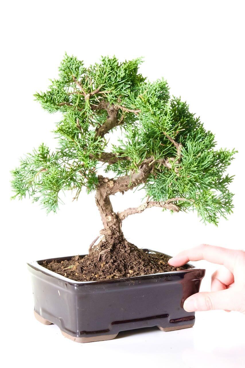 Comes potted in a jet black ceramic pot - Perfect for any outdoor space