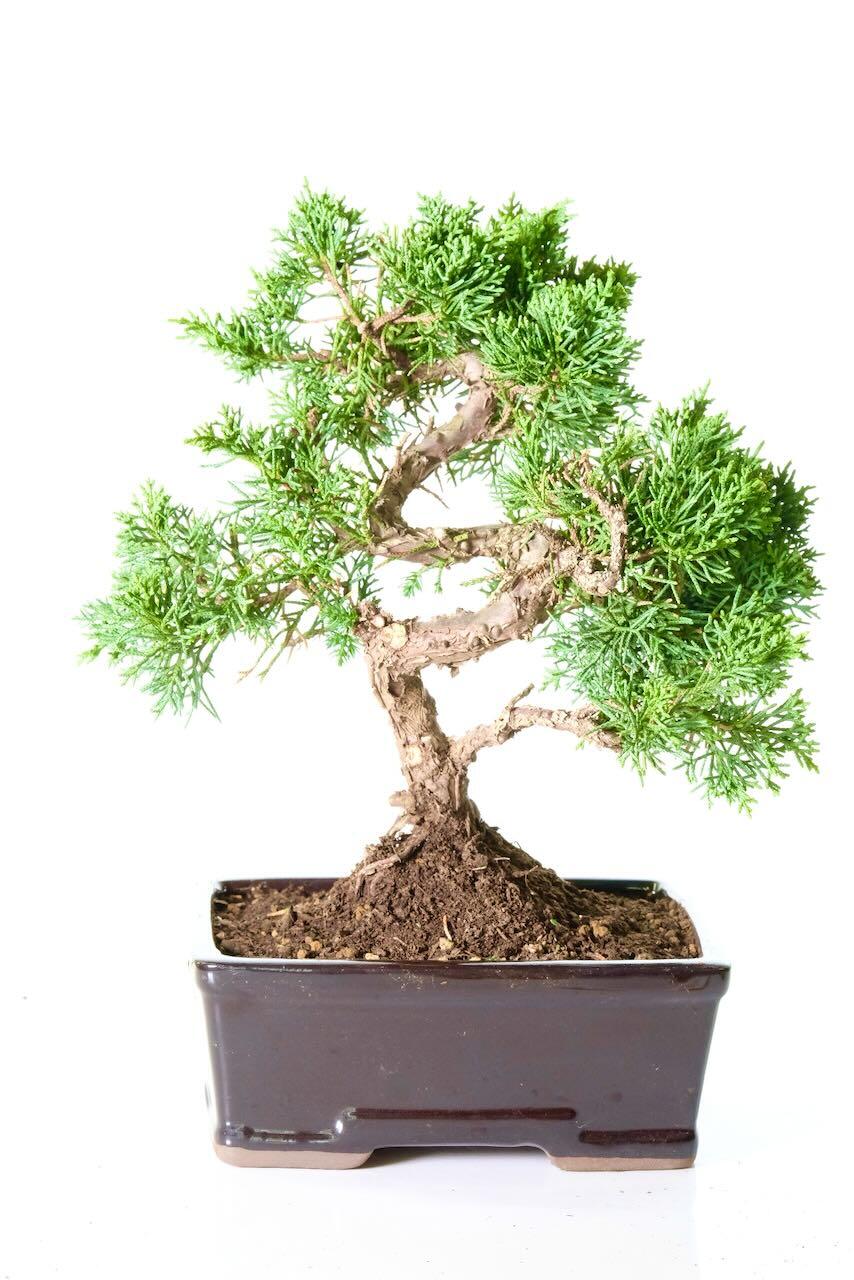 Delivery is FREE across the UK using a next working day service! Alternatively, you can select your preferred delivery date at the checkout