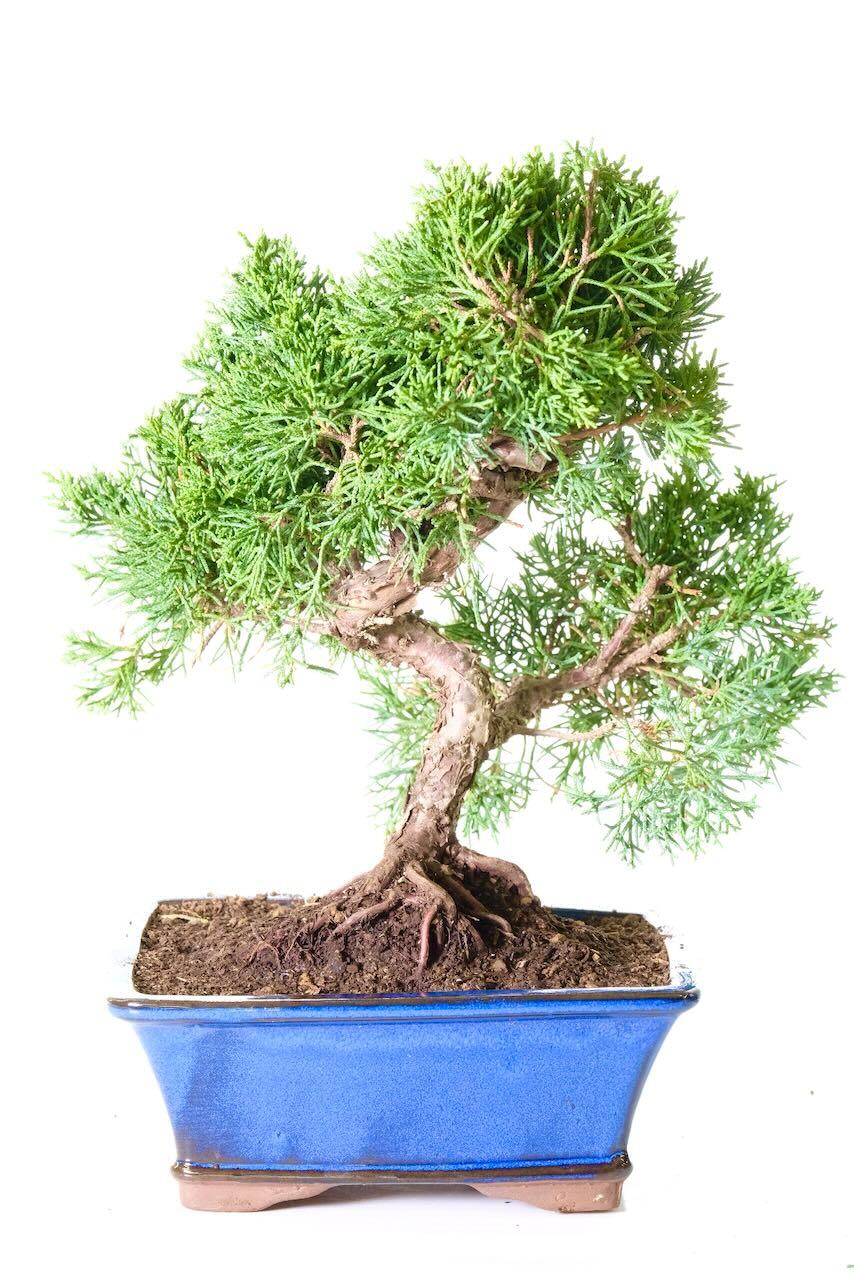 Beautifully designed outdoor evergreen Chinese Juniper bonsai tree for sale UK
